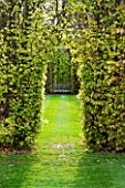 EAST RUSTON OLD VICARAGE GARDEN, NORFOLK: VIEW THROUGH BEECH HEDGING IN SPRING - VIEW, VISTA, GREEN COURT, GREEN, HEDGE, SPRING, FRESH, COUNTRY GARDEN, TRIMMED, CLIPPED