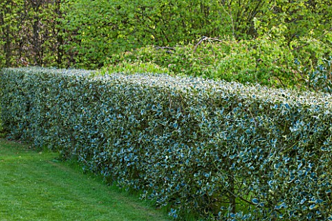 EAST_RUSTON_OLD_VICARAGE_GARDEN_NORFOLK_HOLLY_HEDGE__HEDGING_TRIMMED_CLIPPED_SPRING_COUNTRY_GARDEN