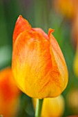 EAST RUSTON OLD VICARAGE GARDEN, NORFOLK: CLOSE UP OF ORANGE TULIP - TULIPA STRIPED APELDOORN - PLANT PORTRAIT, BULB, SPRING, FLOWER