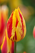 EAST RUSTON OLD VICARAGE GARDEN, NORFOLK: CLOSE UP OF RED AND YELLOW TULIP - TULIPA HELMAR - PLANT PORTRAIT, BULB, SPRING, FLOWER