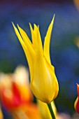 EAST RUSTON OLD VICARAGE GARDEN, NORFOLK: CLOSE UP OF YELLOW TULIP - TULIPA WESTPOINT - PLANT PORTRAIT, BULB, SPRING, FLOWER