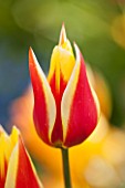 EAST RUSTON OLD VICARAGE GARDEN, NORFOLK: CLOSE UP OF RED AND YELLOW TULIP - TULIPA WORLD PEACE - PLANT PORTRAIT, BULB, SPRING, FLOWER