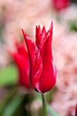 EAST RUSTON OLD VICARAGE GARDEN, NORFOLK: CLOSE UP OF RED TULIP - TULIPA MARIETTE - PLANT PORTRAIT, BULB, SPRING, FLOWER
