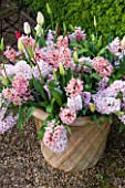 EAST RUSTON OLD VICARAGE GARDEN, NORFOLK: TERRACOTTA CONTAINER PLANTED WITH PINK HYACINTHS - BULB, SPRING, FLOWERS, SCENT, SCENTED