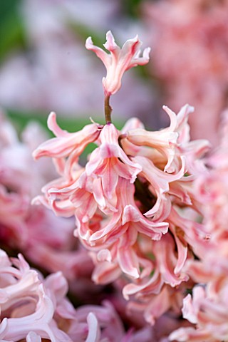 EAST_RUSTON_OLD_VICARAGE_GARDEN_NORFOLK_CLOSE_UP_OF_PINK_HYACINTH_ORIENTALIS_CHINA_PINK___PLANT_PORT