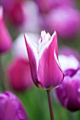 EAST RUSTON OLD VICARAGE GARDEN, NORFOLK: CLOSE UP PINK / PURPLE TULIP - TULIPA BALLADE  - PLANT PORTRAIT, BULB, SPRING, FLOWER, LILY FLOWERED, VELVET, MAUVE, WHITE. STRIPED