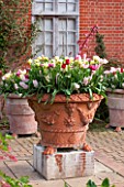 EAST RUSTON OLD VICARAGE GARDEN, NORFOLK: TERRACOTTA CONTAINERS FILLED WITH TULIPS - TULIPA HUIS TEN BOSCH AND BELICIA - BULB, BULBS, SPRING, TERRACE, PATIO