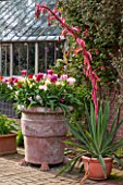 EAST RUSTON OLD VICARAGE GARDEN, NORFOLK: TERRACOTTA CONTAINERS FILLED WITH TULIPS - TULIPA HUIS TEN BOSCH AND BELICIA - BULB, BULBS, SPRING, TERRACE, PATIO, BESCHONERIA YUCCOIDES