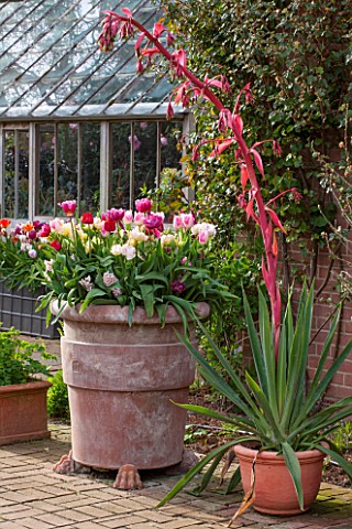 EAST_RUSTON_OLD_VICARAGE_GARDEN_NORFOLK_TERRACOTTA_CONTAINERS_FILLED_WITH_TULIPS__TULIPA_HUIS_TEN_BO