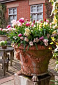 EAST RUSTON OLD VICARAGE GARDEN, NORFOLK: TERRACOTTA CONTAINERS FILLED WITH TULIPS - TULIPA HUIS TEN BOSCH AND BELICIA - BULB, BULBS, SPRING, TERRACE, PATIO