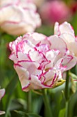 EAST RUSTON OLD VICARAGE GARDEN, NORFOLK: CLOSE UP PINK TULIP - TULIPA BELICIA  - PLANT PORTRAIT, BULB, SPRING, FLOWER, PINK, CREAM
