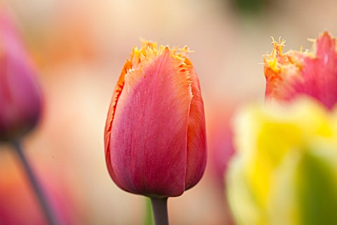 EAST_RUSTON_OLD_VICARAGE_GARDEN_NORFOLK_CLOSE_UP_TULIP__TULIPA_REAL_TIME___PLANT_PORTRAIT_BULB_SPRIN