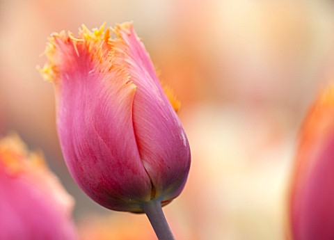 EAST_RUSTON_OLD_VICARAGE_GARDEN_NORFOLK_CLOSE_UP_TULIP__TULIPA_REAL_TIME___PLANT_PORTRAIT_BULB_SPRIN