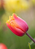 EAST RUSTON OLD VICARAGE GARDEN, NORFOLK: CLOSE UP TULIP - TULIPA REAL TIME  - PLANT PORTRAIT, BULB, SPRING, FLOWER, RED, ORANGE, FRINGE, FRINGED, FRINGING