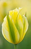 EAST RUSTON OLD VICARAGE GARDEN, NORFOLK: CLOSE UP OF YELLOW AND GREEN FLOWER OF TULIP - TULIPA FORMOSA - BULB, BULBS, SPRING, FRESH, PLANT PORTRAIT