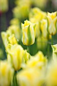 EAST RUSTON OLD VICARAGE GARDEN, NORFOLK: CLOSE UP OF YELLOW AND GREEN FLOWER OF TULIP - TULIPA FORMOSA - BULB, BULBS, SPRING, FRESH, PLANT PORTRAIT