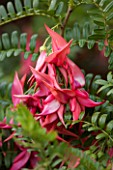 EAST RUSTON OLD VICARAGE GARDEN, NORFOLK: CLOSE UP OF PINK FLOWERS OF CLIANTHUS PUNICEUS VAR. MAXIMUS - PARROTS BILL - CLIMBER, CLIMBING, EVERGREEN, SPRING, MAY