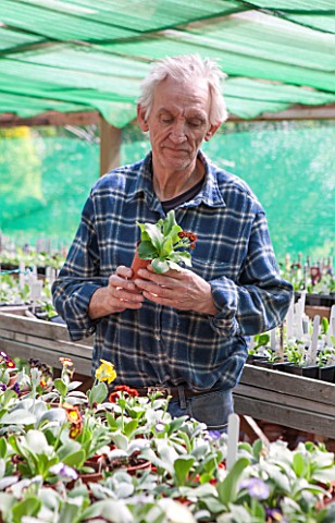 POPS_PLANTS_AURICULAS_HAMPSHIRE_GIL_DAWSON_SURROUNDED_BY_AURICULAS