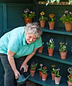 POPS PLANTS AURICULAS, HAMPSHIRE: LESLEY ROBERTS WATERING AURICULAS IN THE AURICULA THEATRE