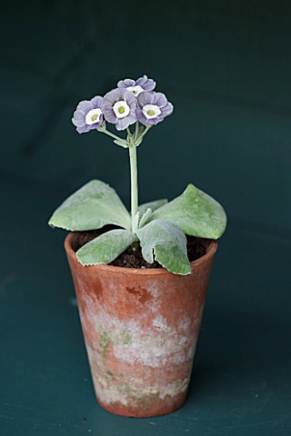 POPS_PLANTS_AURICULAS_HAMPSHIRE_AURICULA_IN_THE_AURICULA_THEATRE__AURICULA_MARRY_ME
