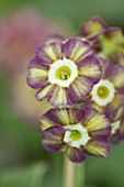 POPS PLANTS AURICULAS, HAMPSHIRE: CLOSE UP OF PRIMULA AURICULA FLUFFY DUCKLING