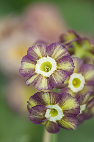 POPS_PLANTS_AURICULAS_HAMPSHIRE_CLOSE_UP_OF_PRIMULA_AURICULA_FLUFFY_DUCKLING