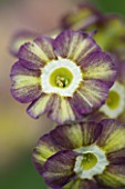 POPS PLANTS AURICULAS, HAMPSHIRE: CLOSE UP OF PRIMULA AURICULA FLUFFY DUCKLING
