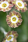 POPS PLANTS AURICULAS, HAMPSHIRE: CLOSE UP OF PRIMULA AURICULA LADY PENELOPE SITWELL