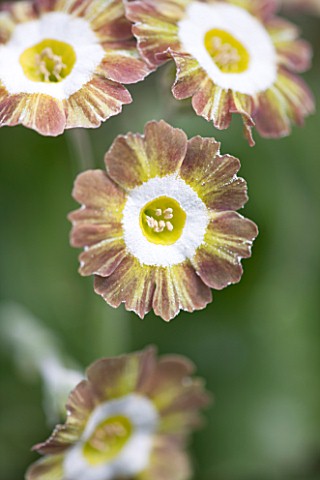 POPS_PLANTS_AURICULAS_HAMPSHIRE_CLOSE_UP_OF_PRIMULA_AURICULA_LADY_PENELOPE_SITWELL