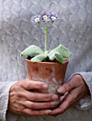 POPS PLANTS AURICULAS, HAMPSHIRE: GIRL HOLDING PRIMULA AURICULA MARRYME