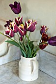 THE LAND GARDENERS, WARDINGTON MANOR, OXFORDSHIRE: CREAM / WHITE JUG / CONTAINER FILLED WITH CUT TULIP FLOWERS - TULIP GAVOTA AND TULIP QUEEN OF NIGHT - SPRING, FLOWER, BULBS