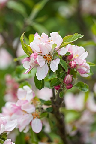 THE_LAND_GARDENERS_WARDINGTON_MANOR_OXFORDSHIRE_APPLE_BLOSSOM_IN_SPRING_IN_THE_WALLED_GARDEN_FLOWER_