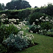 AGAPANTHUS ALBA AND NICOTIANA SYLVESTRIS IN THE WHITE GARDEN AT CHENIES MANOR  BUCKINGHAMSHIRE