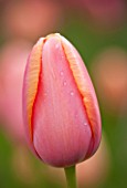 THE LAND GARDENERS, WARDINGTON MANOR, OXFORDSHIRE: CLOSE UP PLANT PORTRAIT OF TULIP - TULIPA MENTON - PINK, FLOWER, SPRING, BULB, PASTEL