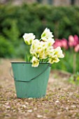 THE LAND GARDENERS, WARDINGTON MANOR, OXFORDSHIRE: GREEN BUCKET / CONTAINER ON PATH FILLED WITH FRESHLY CUT TULIP SPRING GREEN. BULBS, BULB, FLOWERS, TULIP, SPRING, CUTTING GARDEN