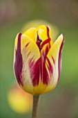 THE LAND GARDENERS, WARDINGTON MANOR, OXFORDSHIRE: CLOSE UP PLANT PORTRAIT OF TULIP - TULIPA HELMAR - YELLOW AND RED, FLOWER, SPRING, BULB, APRIL, MAY