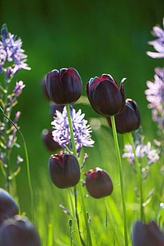 THE_OLD_VICARAGE_WORMLEIGHTON_WARWICKSHIRE_TULIP_QUEEN_OF_NIGHT_AND_CAMASSIA_LEICHTLINII_SUBSP_SUKSD