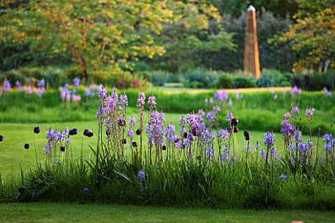 THE_OLD_VICARAGE_WORMLEIGHTON_WARWICKSHIRE_DESIGNER_ANGEL_COLLINS__LAWN_WITH_CAMASSIA_CAERULEA_AND_T