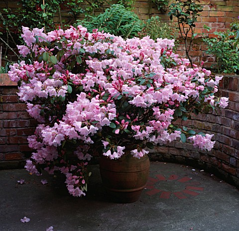 RHODODENDRON_BEAU_BELLES_IN_CONTAINER_AT__THE_OLD_SCHOOL_HOUSE__ESSEX