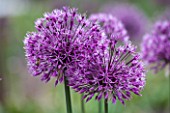 CLOSE UP OF ALLIUM EARLY EMPEROR - BULB, SPRING