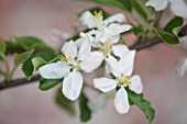 PENNARD PLANTS, SOMERSET: BLOSSOM OF APPLE - MALUS COURT OF WICK