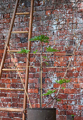 PENNARD_PLANTS_SOMERSET_FIG__FICUS_CARIA_ICE_CRYSTAL_BESIDE_A_LADDER