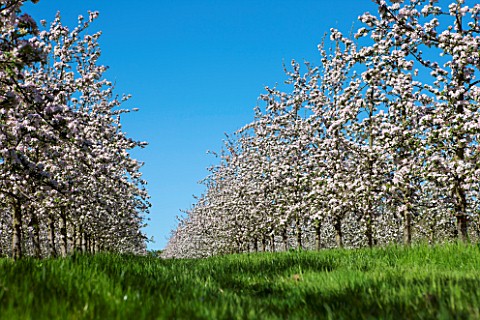 PENNARD_PLANTS_SOMERSET_THE_APPLE_ORCHARD_AT_PENNARD_HOUSE