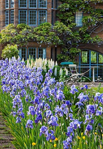 WARDINGTON_MANOR_OXFORDSHIRE_THE_LAND_GARDENERS_PATH_IN_SPRING_LINED_WITH_BLUE_IRIS_AND_WHITE_LUPINS