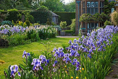 WARDINGTON_MANOR_OXFORDSHIRE_THE_LAND_GARDENERS_PATH_IN_SPRING_LINED_WITH_BLUE_IRIS__GRASS_AND_BORDE
