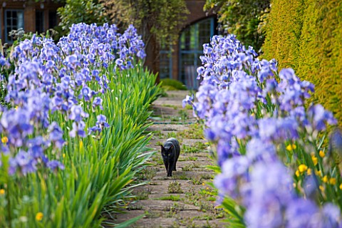 WARDINGTON_MANOR_OXFORDSHIRE_THE_LAND_GARDENERS_BLACK_CAT_ON_STONE_PATH_AND_BORDER_IN_SPRING_WITH_BL