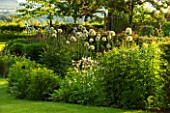 THE OLD VICARAGE, WORMLEIGHTON, WARWICKSHIRE: DESIGNER ANGEL COLLINS - LAWN WITH BORDERS PLANTED WITH ALLIUM MOUNT EVEREST