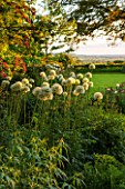 THE OLD VICARAGE, WORMLEIGHTON, WARWICKSHIRE: DESIGNER ANGEL COLLINS - VIEW OF LAWN AND BORDER WITH ALLIUM MOUNT EVEREST. EVENING LIGHT, CLASSIC COUNTRY GARDEN
