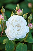 RHS GARDEN, WISLEY, SURREY: DAVID AUSTIN ROSE - ROSA WINCHESTER CATHEDRAL ( AUSCAT ) - SCENT, SCENTED, FRAGRANT, WHITE