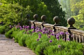 HADDON HALL, DERBYSHIRE: ALLIUMS GROWING ON THE UPPER TERRACE IN JUNE - MORNING LIGHT